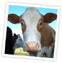 MooGoo Cow